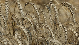 Цветан Миков: Реколтата от пшеница е добра, цените - много ниски! - Agri.bg