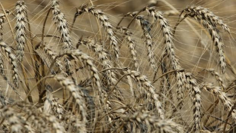 Цветан Миков: Реколтата от пшеница е добра, цените - много ниски!