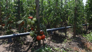 От поражения по доматите от миниращ молец се оплакват стопани - Agri.bg