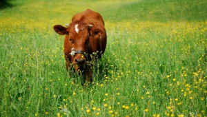 Въвеждат се задължителни писмени договори между фермери и изкупвачи за доставка на сурово мляко - Agri.bg