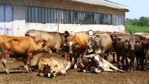 Ветеринари сигнализират за опасност от епидемии във фермите - Agri.bg