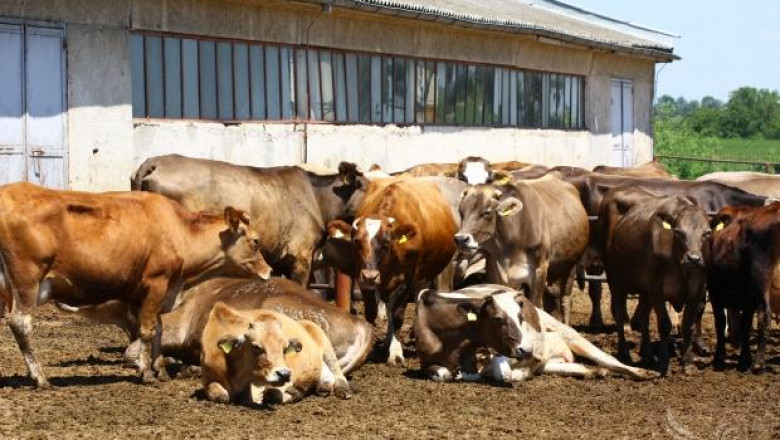 Ветеринари сигнализират за опасност от епидемии във фермите
