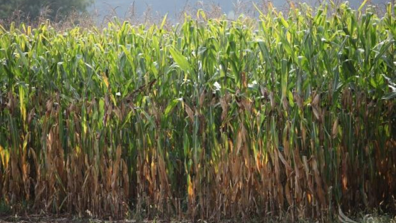 Италия налага забрана за отглеждане на ГМО царевица MON810