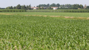 НАЗ участва в заседание на Конфедерацията на производителите на царевица - Agri.bg