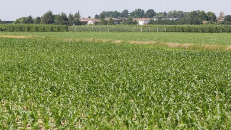 НАЗ участва в заседание на Конфедерацията на производителите на царевица