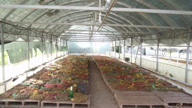 Българските ферми за охлюви са конкурентни на Европейския пазар (интервю)