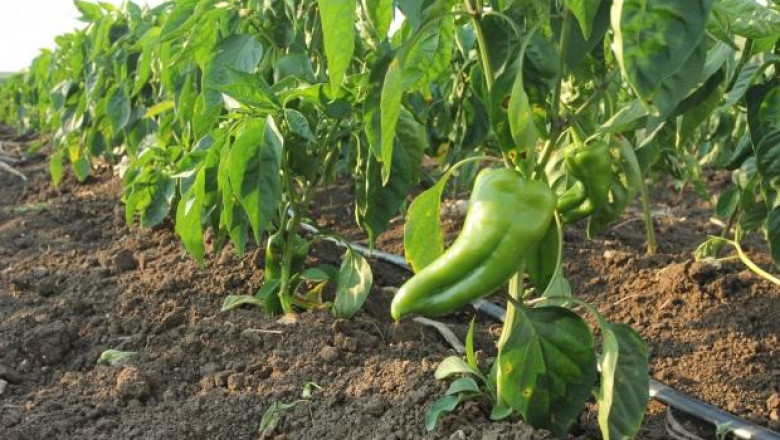 Памукова нощенка унищожава зеленчукови градини във Великотърновско