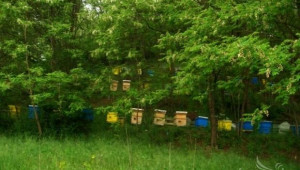 Шуменски пчелари вадят 5 до 7 кг мед от кошер в началото на сезона - Agri.bg