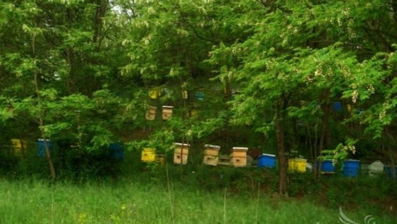 Шуменски пчелари вадят 5 до 7 кг мед от кошер в началото на сезона