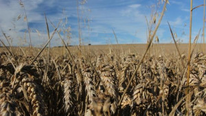 Рекордните 1,3 млн.тона пшеница купи Китай само за седмица - Agri.bg