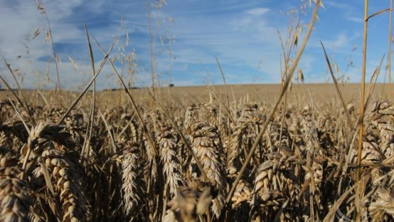 Рекордните 1,3 млн.тона пшеница купи Китай само за седмица