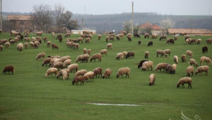 Животновъди искат ясни правила за ползване на общински пасища и мери - Agri.bg