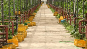 До петък ДФЗ изчислява колко ще са субсидиите за плодове и зеленчуци - Agri.bg