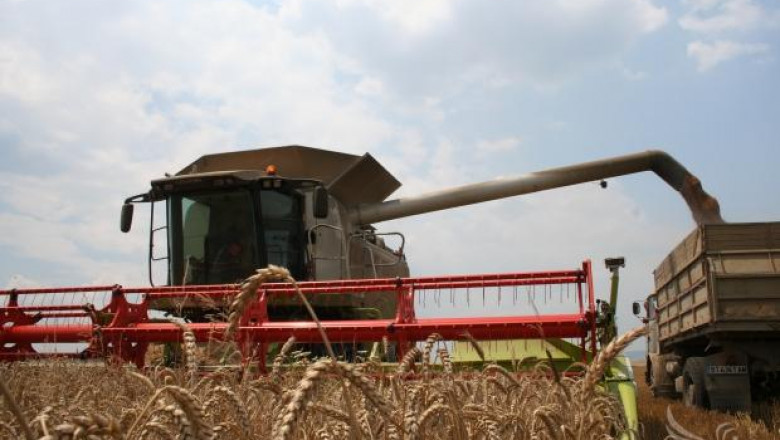 470 кг от декар пшеница жънат в Горна Оряховица