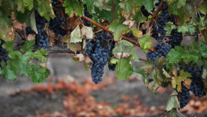 Проекти по Лозаро-винарската програма се приемат до края на юли - Agri.bg