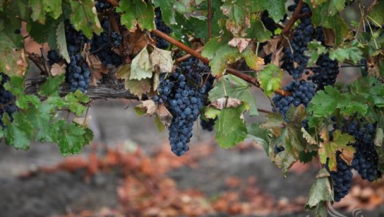 Проекти по Лозаро-винарската програма се приемат до края на юли