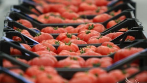 Цената на доматите падна до 20 ст. Фермери продължават протестите - Agri.bg
