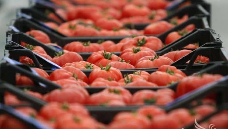 Цената на доматите падна до 20 ст. Фермери продължават протестите