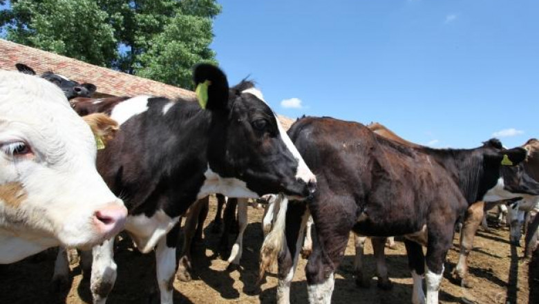 Евростат: Липсва ефективност в млечните ферми в България