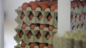 Яйцата в ЕС и България са по-евтини през тази година - Agri.bg
