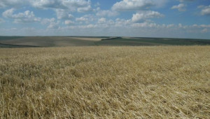 Валежите в Добруджа влияят негативно на пшеницата - Agri.bg