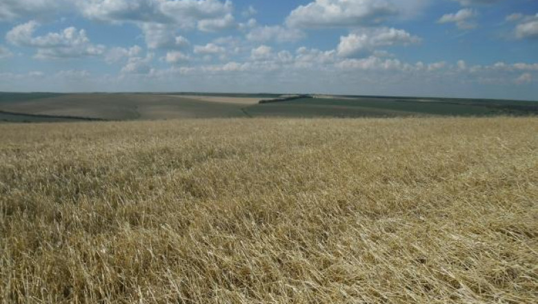 Валежите в Добруджа влияят негативно на пшеницата