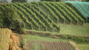 Лозаро-винарският сектор в Северозападна България се съживява (интервю) - Agri.bg