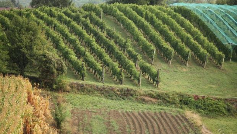 Лозаро-винарският сектор в Северозападна България се съживява (интервю)