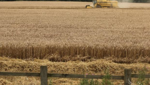 Европа очаква реколта от 130,7 милиона тона пшеница - Agri.bg