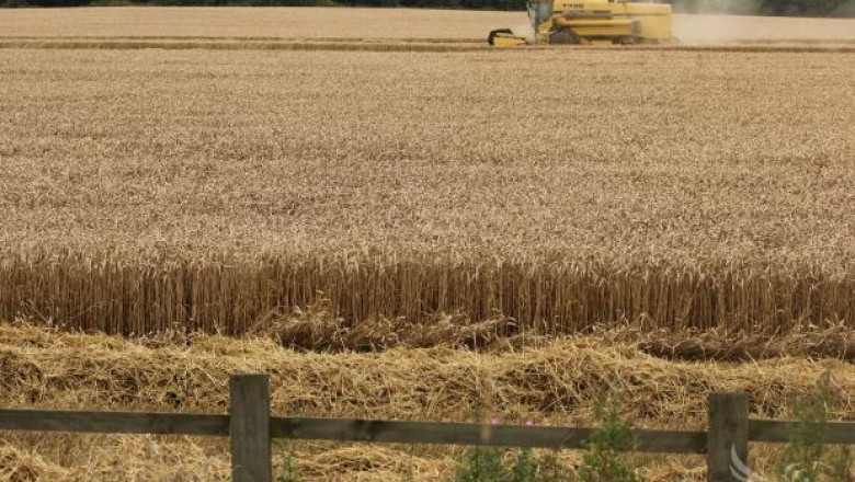 Европа очаква реколта от 130,7 милиона тона пшеница