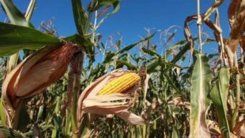 НАЗ стана член на Европейската конфедерация на производителите на царевица
