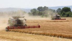 По-ниски добиви пшеница очакват земеделци в Южна България