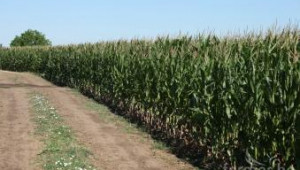 Китай започна крупни покупки на ГМО царевица от Аржентина - Agri.bg