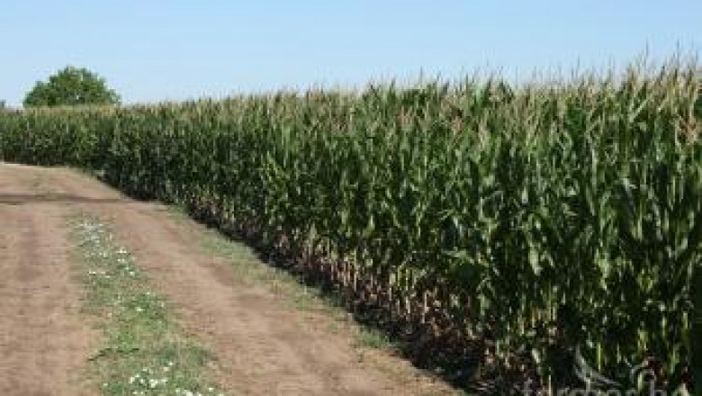 Китай започна крупни покупки на ГМО царевица от Аржентина