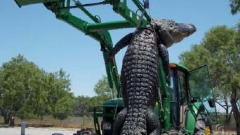 Тинейджър с трактор John Deere и челен товарач улови огромен алигатор