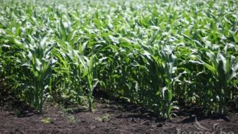 Обилните валежи може да намалят добивите от царевица в Европейския съюз