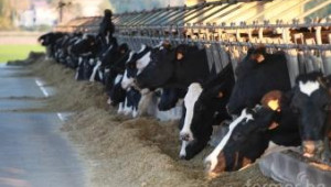 Михаил Михайлов: Млечните крави в България ще намалеят до 120 хиляди - Agri.bg