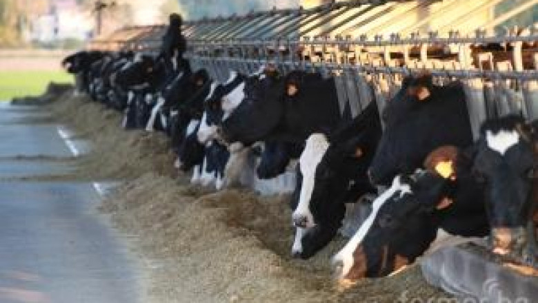 Михаил Михайлов: Млечните крави в България ще намалеят до 120 хиляди