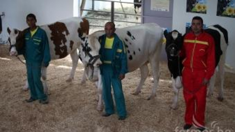 Министър Греков ще открие първото изложение за Черношарена порода говеда ( ВИДЕО + СНИМКИ )