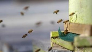 Алтернативният туризъм в селата може да популяризира пчеларството - Agri.bg