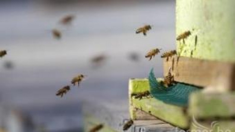 Алтернативният туризъм в селата може да популяризира пчеларството