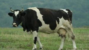Първо изложение на черношарени говеда ще се проведе в Сливен - Agri.bg