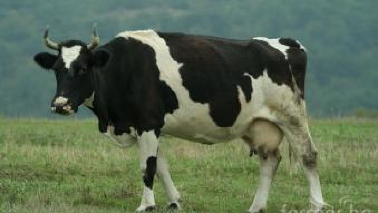 Първо изложение на черношарени говеда ще се проведе в Сливен