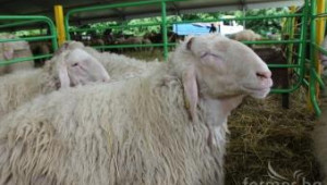 Сделки за износ на наши агнета за Молдова, сключиха на Събора на овцевъдите - Agri.bg