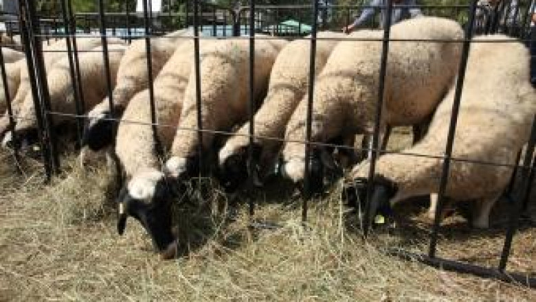 Над 300 изложители идват на втория Национален събор на овцевъдите край Лясковец