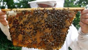 Керамични кошери за спасяване на пчелите разработиха в Дебелец - Agri.bg