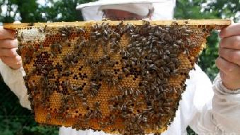 Керамични кошери за спасяване на пчелите разработиха в Дебелец