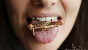 Учени: Фермерите в Европа да започнат да гледат и насекоми - Agri.bg