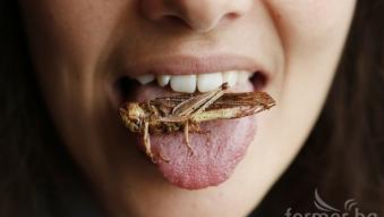 Учени: Фермерите в Европа да започнат да гледат и насекоми