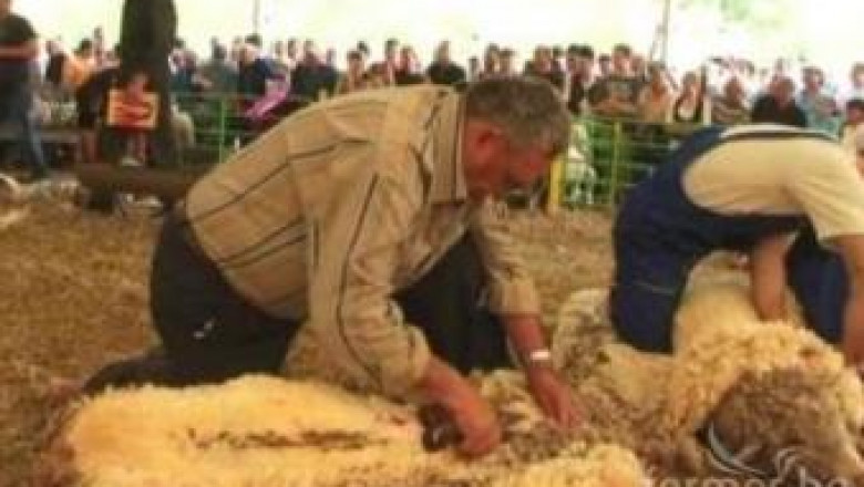 Овцевъдният събор набира участници за състезания по обезкостяване, доене и стрижба